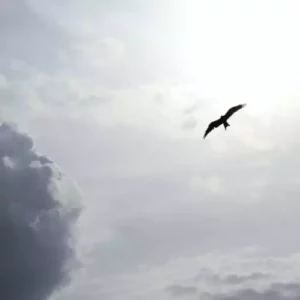 Indépendance et liberté